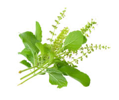 Holy Basil (Tulsi Powder) – whole spice in Origo Ritual blend