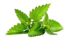 Dried Mint (Pudina) – whole spice in Origo Ritual blend